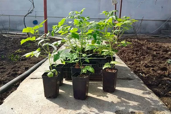 Саженцы с закрытой корневой системой Малина Оранжевое Чудо