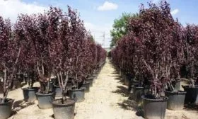 саженцы сливы Голливуд