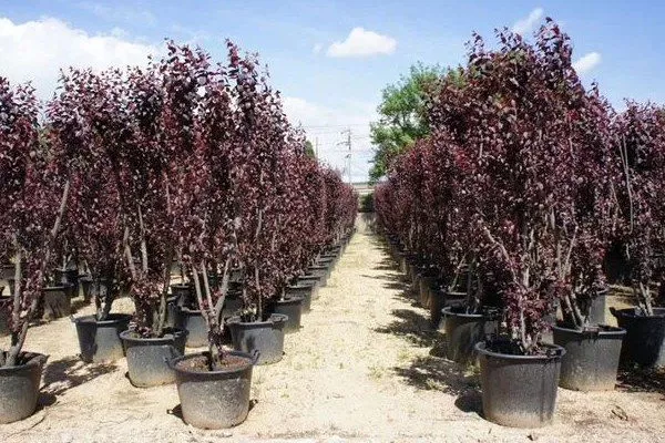 саженцы сливы Голливуд