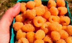 Сбор и хранение Малина Оранжевое Чудо