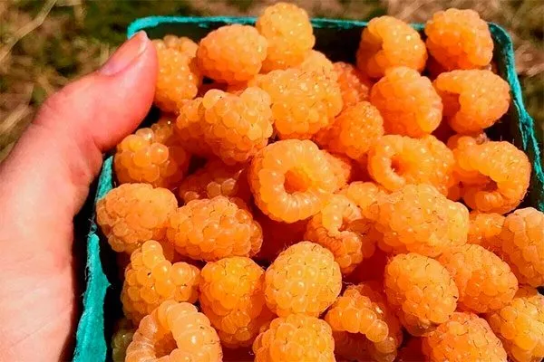 Сбор и хранение Малина Оранжевое Чудо