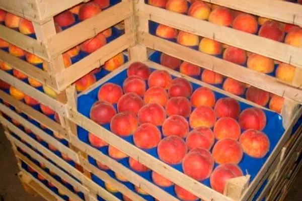 Сбор урожая