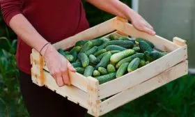 Сбор и хранение урожая