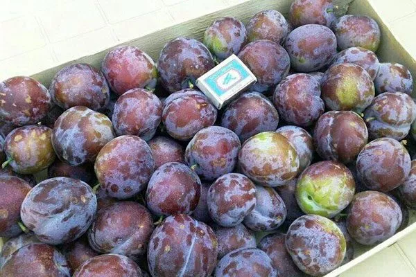 Сбор и хранение урожая