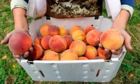 Сбор и обработка плодов