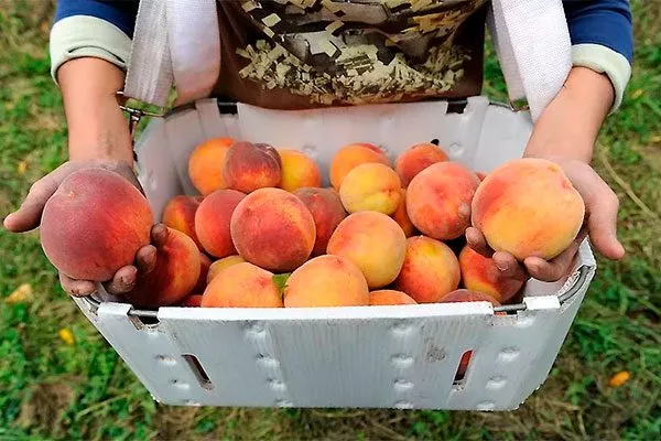 Сбор и обработка плодов