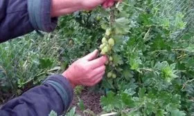 сбор крыжовника Орфей
