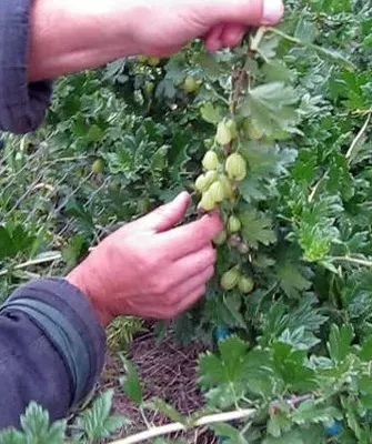 сбор крыжовника Орфей