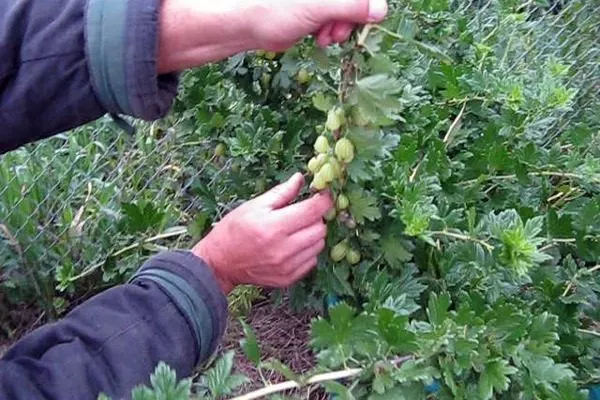 сбор крыжовника Орфей