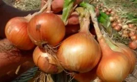 сбор лука Альфа