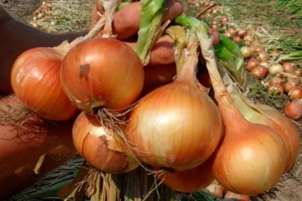 сбор лука Альфа