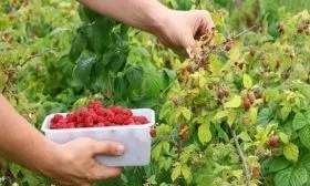 сбор малины Самохвал