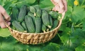 сбор огурцов Бастион