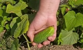 сбор огурцов Окошко