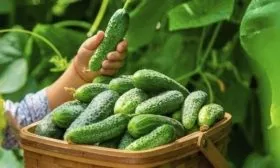 сбор огурцов Шоша