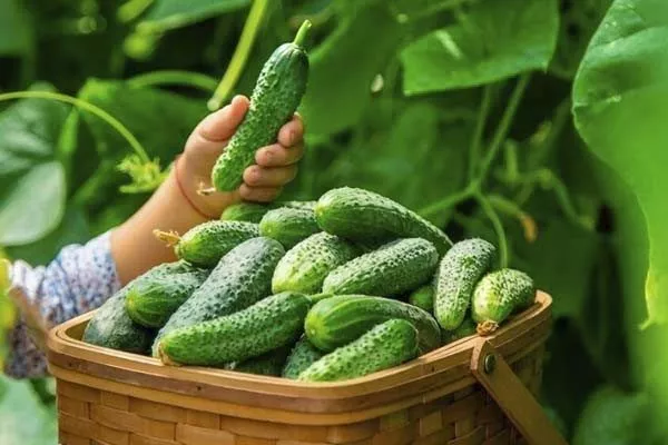 сбор огурцов Шоша