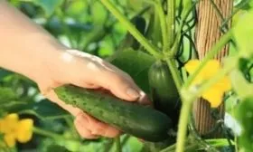 сбор огурцов сорта Апрельский