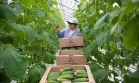 сбор огурцов Весёлые гномики