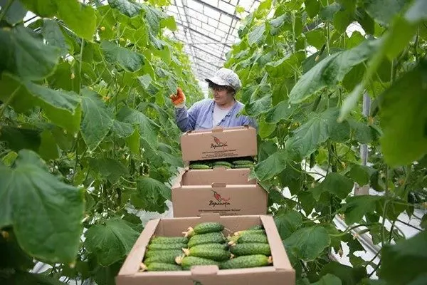 сбор огурцов Весёлые гномики