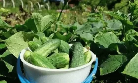 сбор урожая