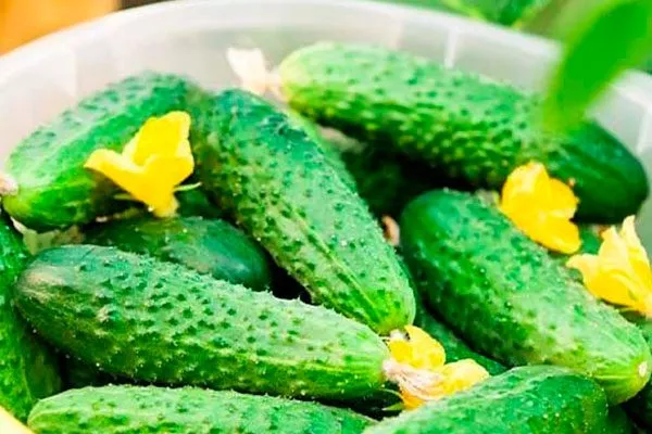 Сбор урожая