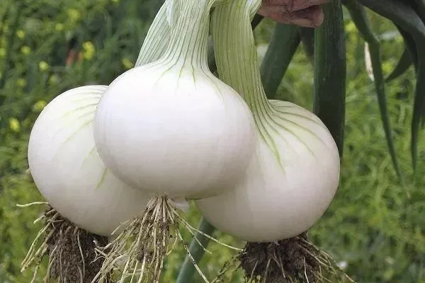 сбор урожая Альбиона