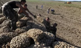 сбор урожая картофеля