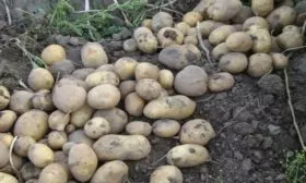 сбор урожая картофеля Каратоп