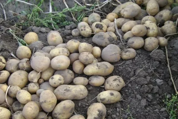 сбор урожая картофеля Каратоп