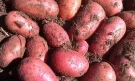 сбор урожая картофеля Ред Фэнтези