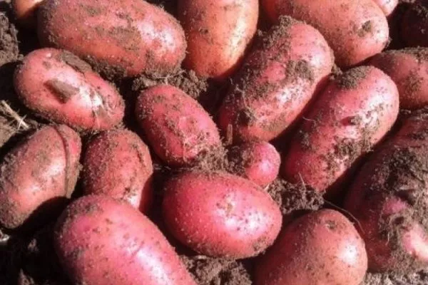 сбор урожая картофеля Ред Фэнтези