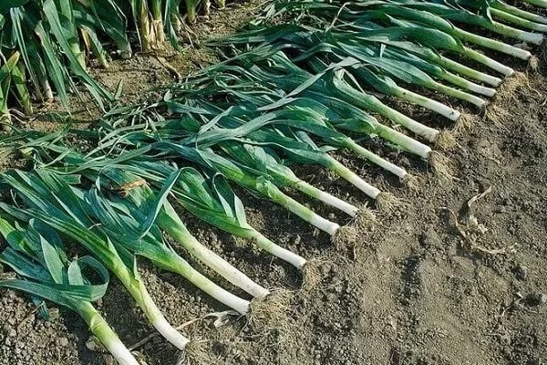 сбор урожая лука Бандит