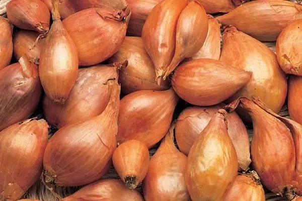 сбор урожая лука Монастырский