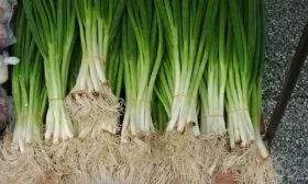 сбор урожая лука Параде