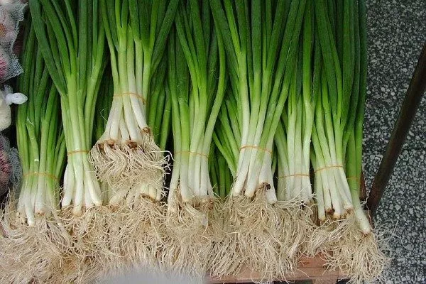 сбор урожая лука Параде