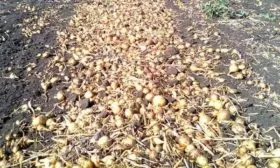 сбор урожая лука Сибирский гигант