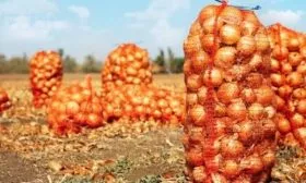 сбор урожая лука Трой