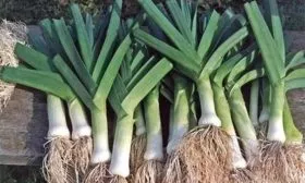 сбор урожая лука Веста