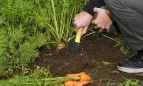 сбор урожая моркови Каротель