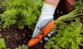 сбор урожая моркови Осенний король