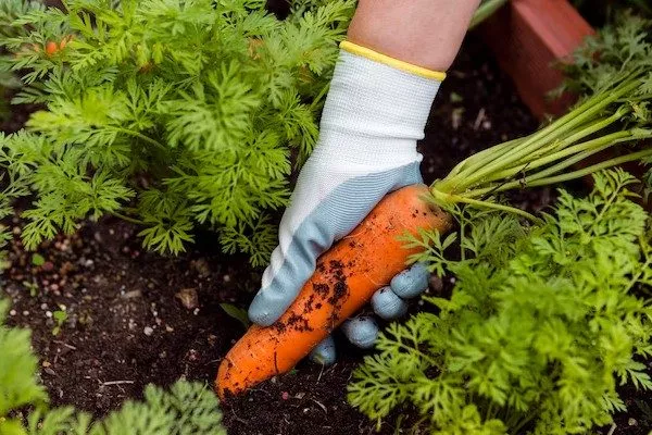 сбор урожая моркови Осенний король