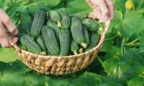 сбор урожая огурцов Ухажёр