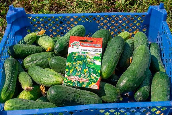 сбор урожая огурцы сорта Генеральский