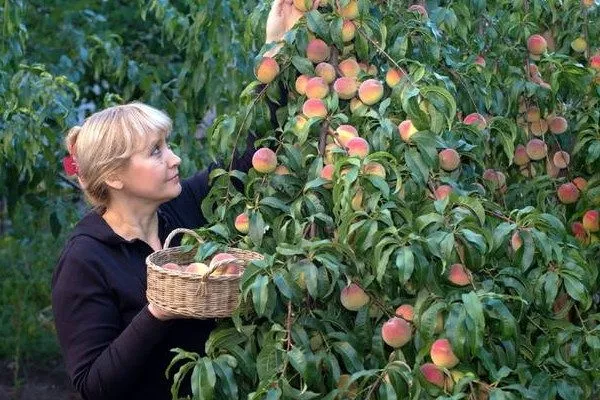сбор урожая персика Сибиряк
