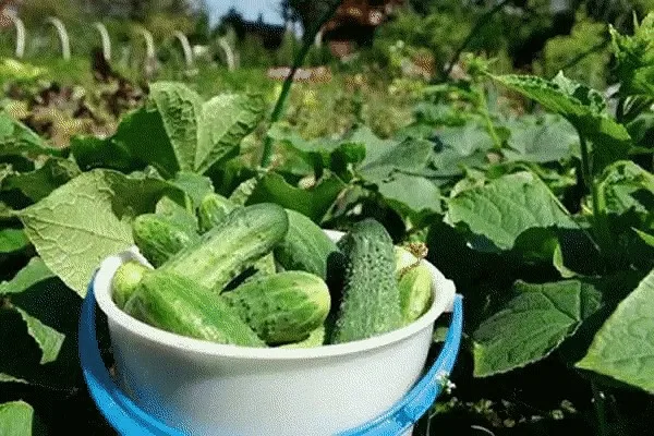 сбор урожая