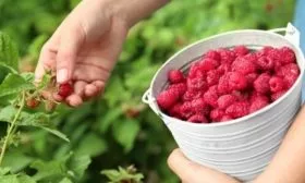 сбор ягоды малины Патриция