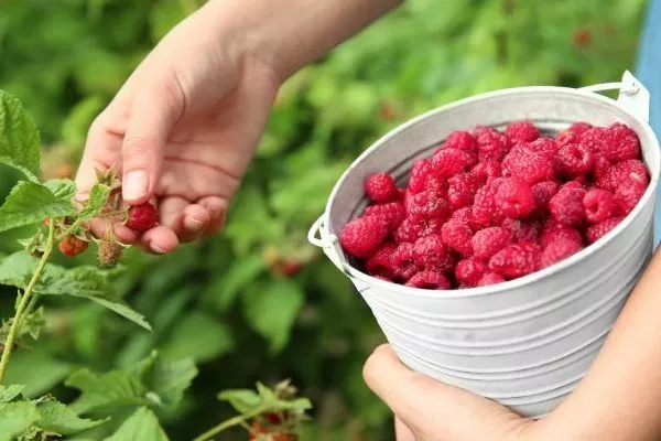 сбор ягоды малины Патриция