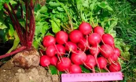 Вкус и назначение