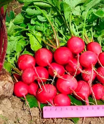 Вкус и назначение