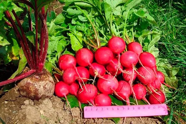 Вкус и назначение